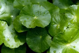 Những rau quả giải khát hè tuyệt diệu