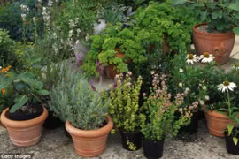 Dầu hương thảo tăng 75% trí nhớ