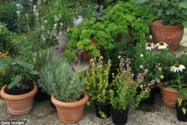 Dầu hương thảo tăng 75% trí nhớ