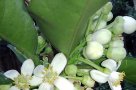 Tháng ba, hoa bưởi