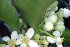 Tháng ba, hoa bưởi