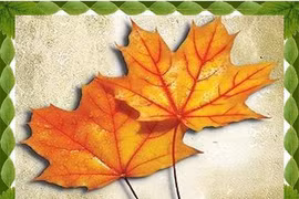 Cách tránh ẩm mốc khi ép hoa, lá khô 