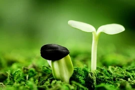 Vì sao sóng siêu âm làm hạt nảy mầm nhanh?