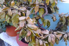 Phong thuỷ: Cây chết đầu năm là điềm gở?