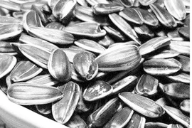 Sự thật hạt hướng dương có chất gây hại não