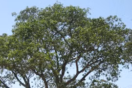 “Bật mí” về loài cây “bất tử” của Việt Nam