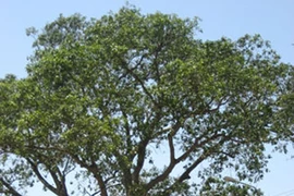 “Bật mí” về loài cây “bất tử” của Việt Nam