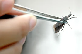 Sùi bọt mép, bất tỉnh vì bị bọ xít hút máu đốt