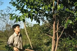 Công nghệ tạo trầm hương của Việt Nam