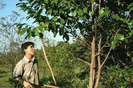 Công nghệ tạo trầm hương của Việt Nam