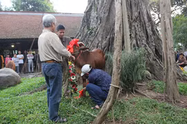 Vụ “thần xà” nhập: Chưa thể lý giải thì không nên bác bỏ