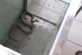 Rắn nuôi nhốt sống “dai” hơn rắn hoang dã?