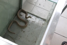 Rắn nuôi nhốt sống “dai” hơn rắn hoang dã?