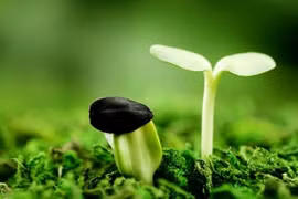 Vì sao sóng siêu âm làm hạt nảy mầm nhanh?