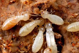 Nước sôi có diệt được tổ mối?