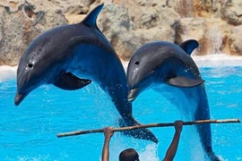 Ấn Độ công nhận cá heo có đẳng cấp như... người