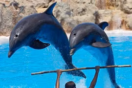 Ấn Độ công nhận cá heo có đẳng cấp như... người