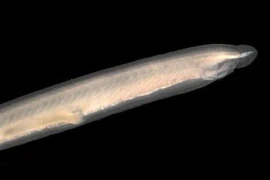 Thuỷ tổ các loài cá xuất hiện ở biển VN