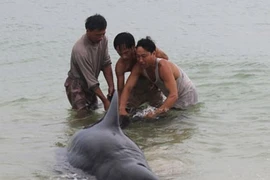 Cá voi nặng hơn 1 tấn mắc lưới ở Quảng Bình