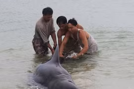 Cá voi nặng hơn 1 tấn mắc lưới ở Quảng Bình