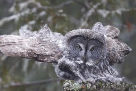 Ảnh động vật tuần qua: Cú xám xõa cánh tuyệt đẹp