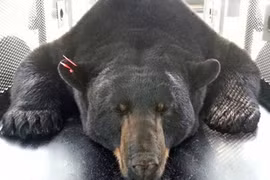 Con gấu khổng lồ chuyên trộm cắp bị bắt ở Mỹ