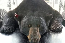 Con gấu khổng lồ chuyên trộm cắp bị bắt ở Mỹ