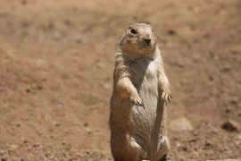 Phát hiện động vật biết nói chuyện như người