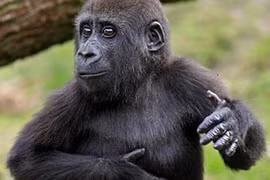 Khỉ đột trình diễn điệu Gangnam Style nổi tiếng