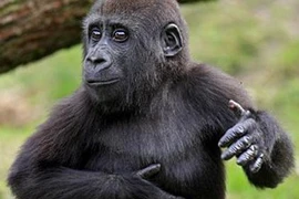 Khỉ đột trình diễn điệu Gangnam Style nổi tiếng