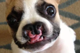 Khó tin: Chú cún sứt môi trở thành “đại sứ“