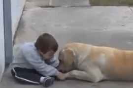 Clip xúc động “mẹ chó” ngọt ngào và em bé bị Down