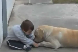 Clip xúc động “mẹ chó” ngọt ngào và em bé bị Down