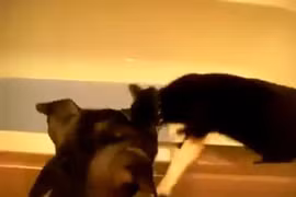 Clip chú chó “chơi đểu“