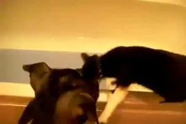 Clip chú chó “chơi đểu“