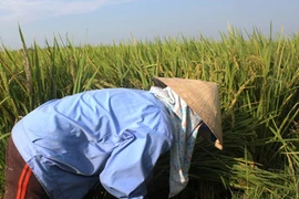 Xót xa cắt lúa cho bò ăn