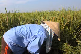 Xót xa cắt lúa cho bò ăn