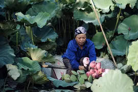 Mùa sen quỳ ở Xuân La