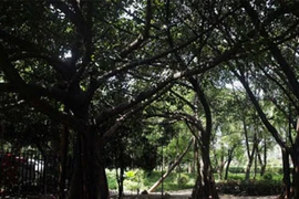 Bao cao su của gái mại dâm “phủ kín” gốc cây