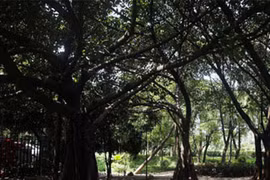 Bao cao su của gái mại dâm “phủ kín” gốc cây