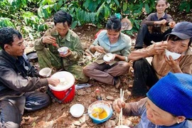 Bữa cơm với nước mắm của người hái cà phê thuê