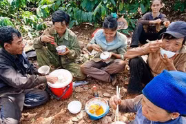 Bữa cơm với nước mắm của người hái cà phê thuê