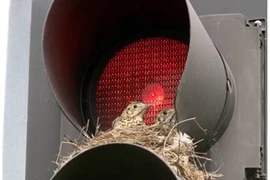 Những tổ chim “bất đắc dĩ“