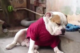 Chết cười chú chó “vật vã” với cơn buồn ngủ