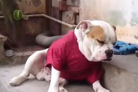 Chết cười chú chó “vật vã” với cơn buồn ngủ