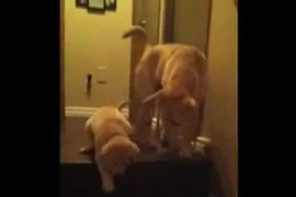 Clip vui: Chó và mèo dạy con như thế nào?