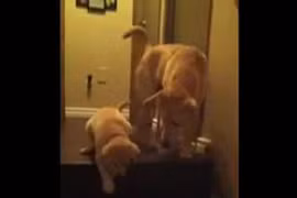 Clip vui: Chó và mèo dạy con như thế nào?