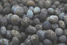 Dựng tóc gáy bài thuốc cổ chế từ… phân!