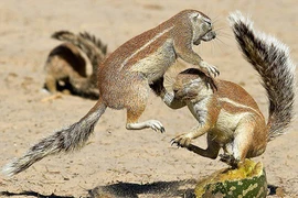 Cận cảnh sóc giở “kungfu” đánh nhau chí tử