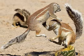 Cận cảnh sóc giở “kungfu” đánh nhau chí tử